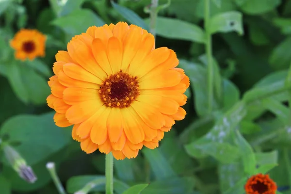 Closeup of orange english marigolds growing in the garden. — Stock Photo, Image