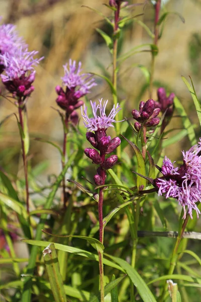 Närbild av rosa bögar som växer i trädgården — Stockfoto