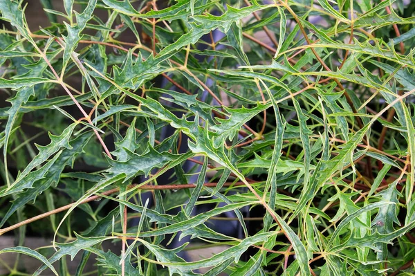 Den taggiga lövverket på en getskägg växt på våren — Stockfoto