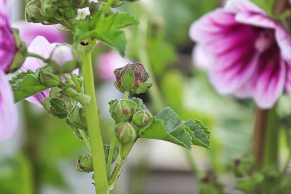Vista macro dos botões de flores em uma planta de malva — Fotografia de Stock