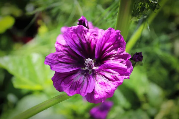 Vue rapprochée des pétales violets sur une plante de mauve — Photo