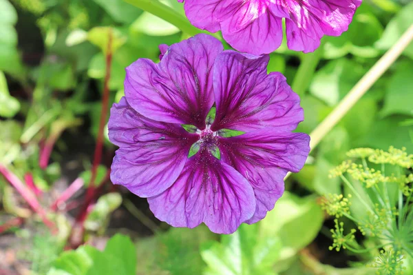 Close-up zicht op de paarse bloemblaadjes op een kaasjeskruid — Stockfoto