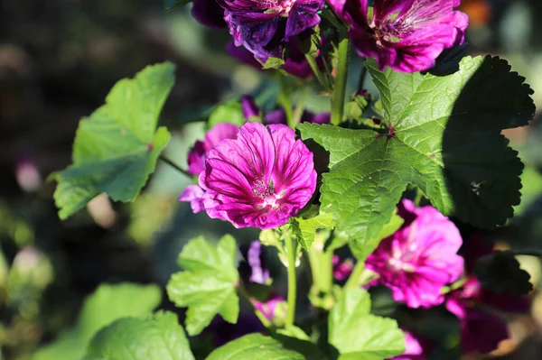 Close-up zicht op de paarse bloemblaadjes op een kaasjeskruid — Stockfoto
