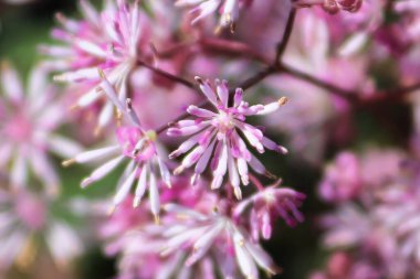 Meadowrue bitkisinin üzerinde açan narin pembe yapraklar.
