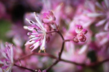 Meadowrue bitkisinin üzerinde açan narin pembe yapraklar.
