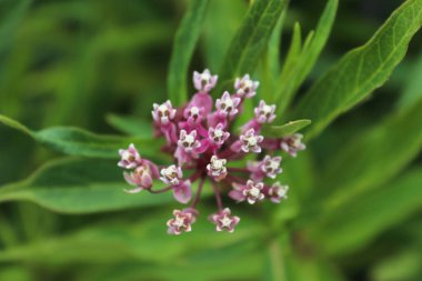 Pembe yosun çiçeğinin yukarıdan görünüşü