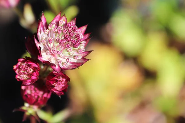 Delicata vista da vicino delle teste di fiori di masterwort rosa — Foto Stock