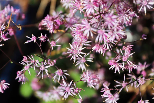 Vista da vicino dei grappoli di fiori meadowrue in primavera — Foto Stock