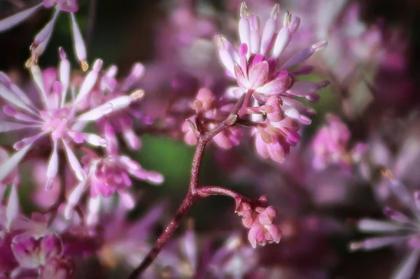 Delicate pink petals blooming on a meadowrue plant — Stock Photo, Image