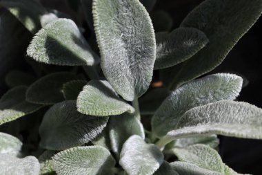 Closeup of the fuzzy leaves on a lambear plant clipart