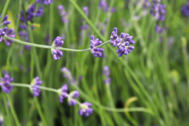 Bahçede büyüyen lavantanın yan görünüşü