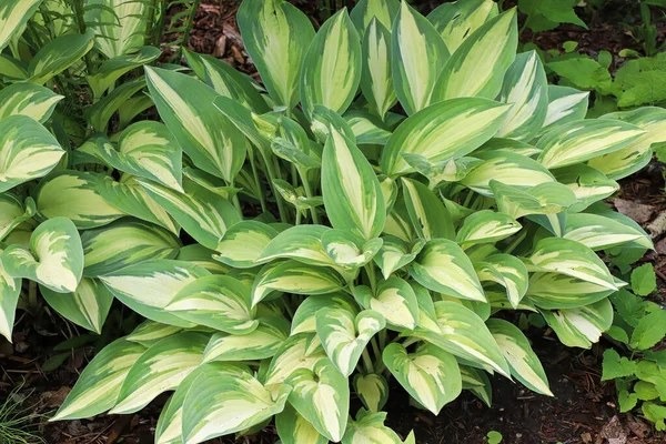 Een bonte hosta plant groeiend in de tuin — Stockfoto