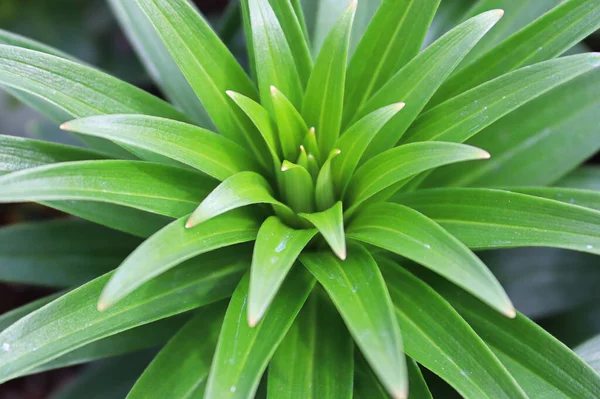 A folhagem verde em plantas de lírio — Fotografia de Stock
