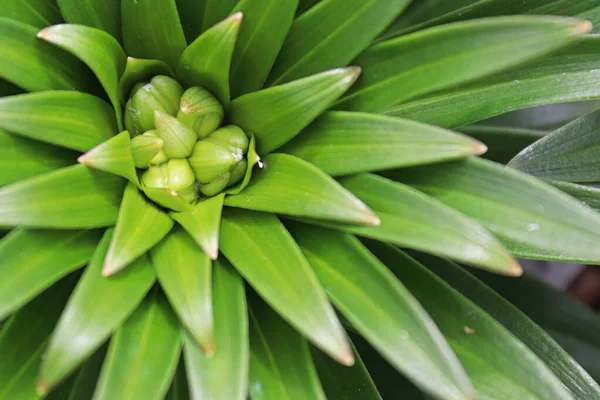 A folhagem verde em plantas de lírio — Fotografia de Stock