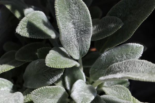 Primer plano de las hojas borrosas en una planta de cordero Imagen De Stock