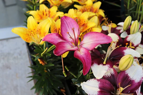 Various colored lilies growing in the garden Stock Picture