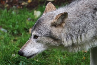 Bir kurdun kafasının yan görünümü
