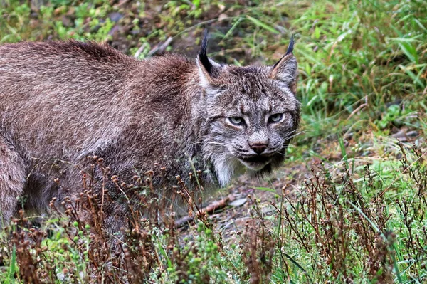 Lince Olha Para Câmera Durante Verão — Fotografia de Stock