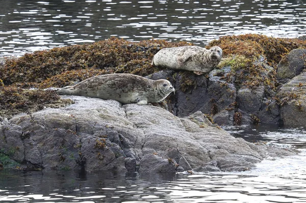 Звичайні тюлені, що спираються на скелі влітку — стокове фото