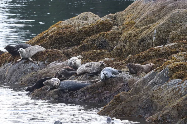 Летом обычные тюлени греются на скалах — стоковое фото
