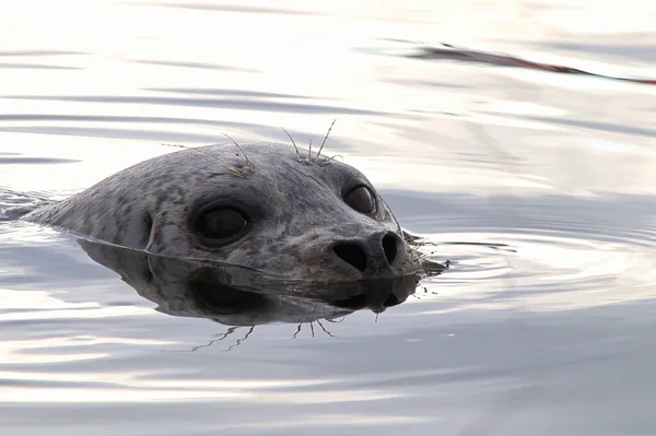 Retrato de primer plano de una cabeza de foca nadando en agua —  Fotos de Stock