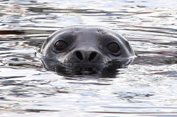 Портрет тюленя, плавающего в воде — стоковое фото