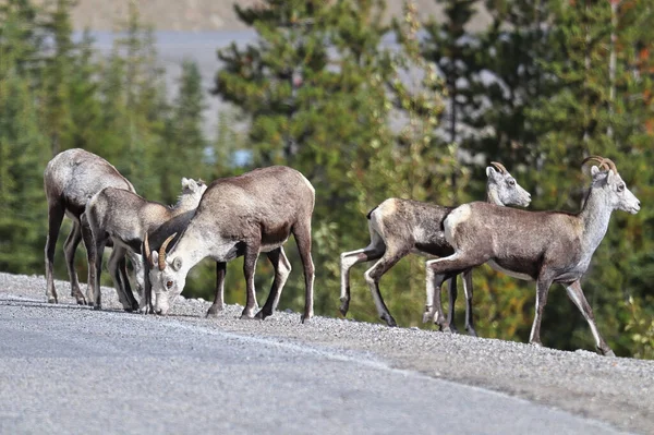 Fechar-se de ovelhas de montanha que andam perto de uma estrada — Fotografia de Stock