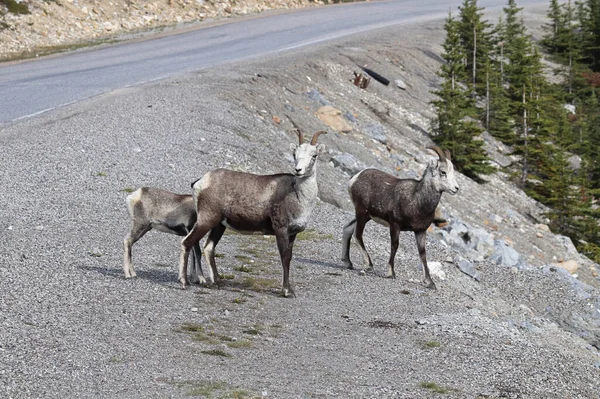 Fechar-se de ovelhas de montanha que andam perto de uma estrada — Fotografia de Stock