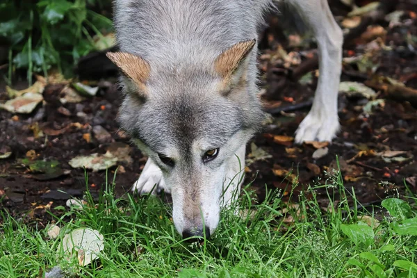 Un lupo annusa il terreno durante l'estate — Foto Stock
