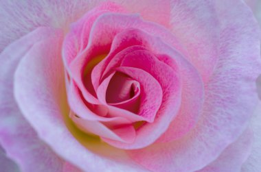 pembe Gül yakın çekim makro