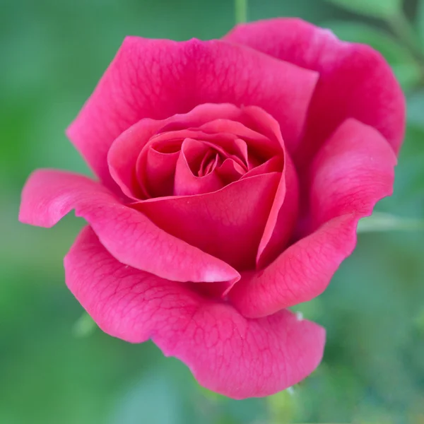 Różowa róża szczegół makro — Zdjęcie stockowe