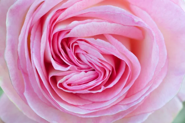 Herzförmige rosa Rose Nahaufnahme Makro — Stockfoto