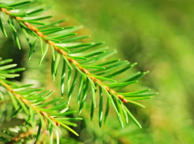 Firavun ağacı dalları