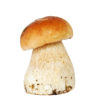 Boletus mantarı
