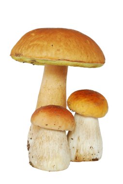 Ceps