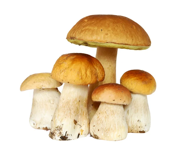 Ceps. — Fotografia de Stock