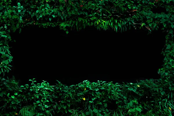 Green frame from tropical plants with black background for text. Tropical plants on a dark background with place for text. Natural banner.