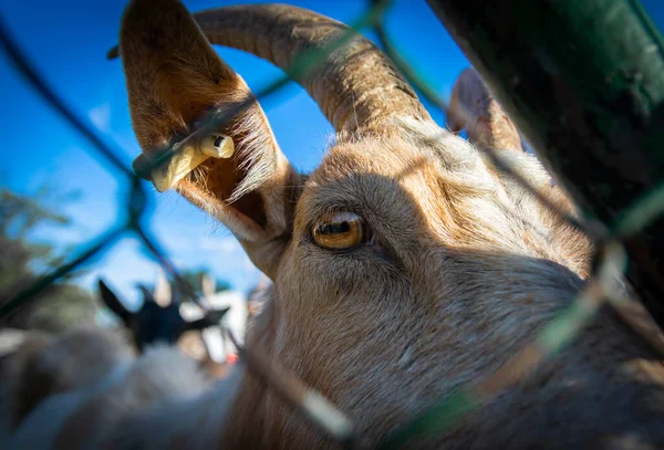 The goats eye looks over the fence.