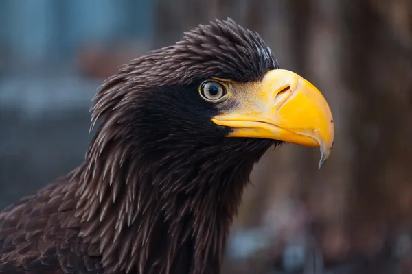 Retrato de un águila negra — Foto de Stock