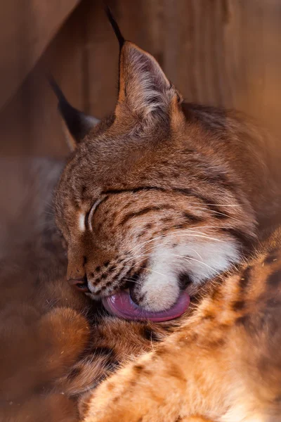 Retrato de Lynx en la cabeza — Foto de Stock