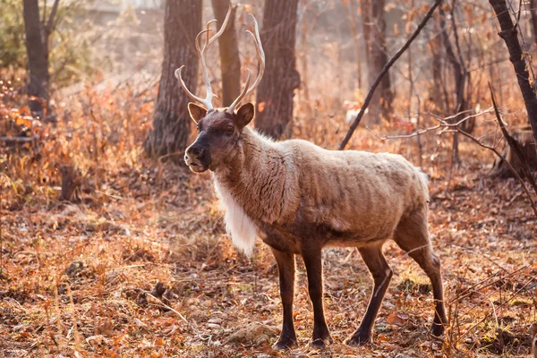 Gehoornde rendieren in dierentuin — Stockfoto