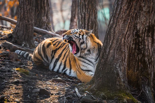 Tigre tendido cerca del árbol — Foto de Stock