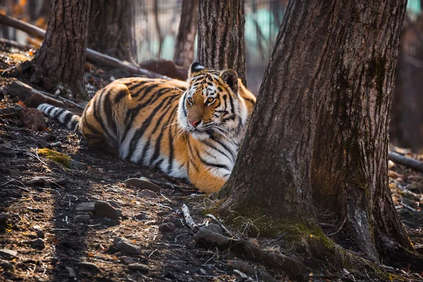 Tiger lying near the tree — Stock Photo, Image