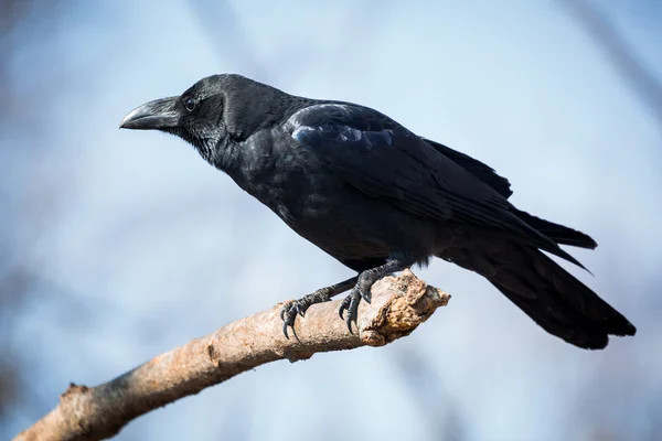 Zwarte kraai — Stockfoto