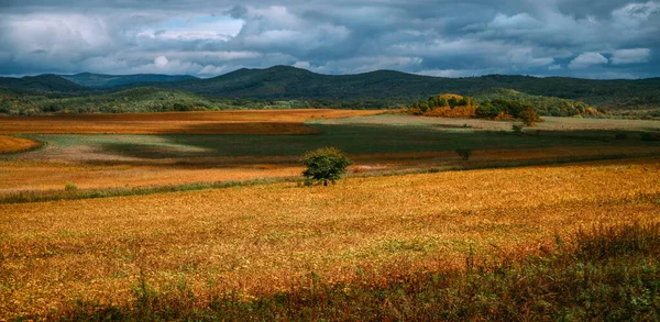 낮에 황금빛 들판의 풍경. 러시아 — 스톡 사진