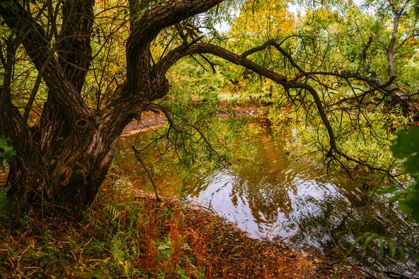 River in early autumn, colored leaves, beautiful landscape — Stock Photo, Image