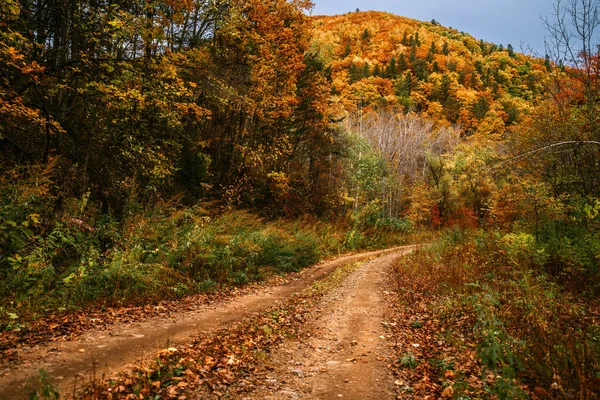 Camino en el bosque de otoño. Composición natural. —  Fotos de Stock