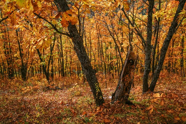 Estrada na floresta de outono. Composição natural. — Fotografia de Stock