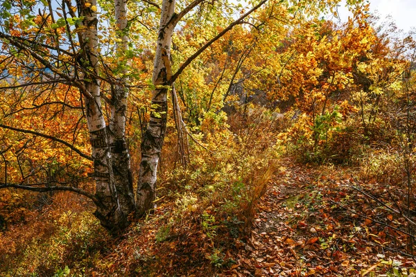 Estrada na floresta de outono. Composição natural. — Fotografia de Stock