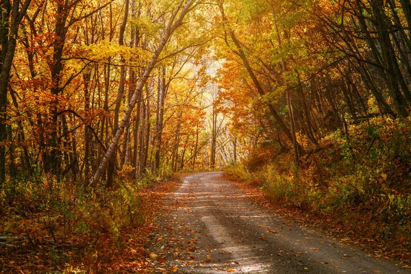 Camino en el bosque de otoño. Composición natural. —  Fotos de Stock